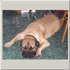 Kenoa and Clints from Carrie and Lowell - Buddy aka Jeb DOB 07-07 135lbsa.jpg